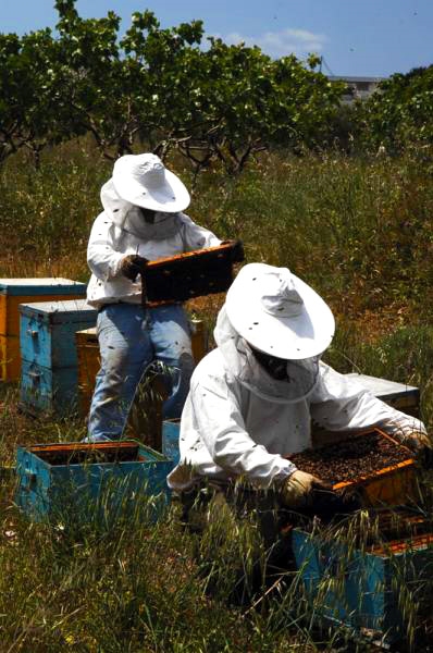 Μελισσοκόμοι μαζεύουν μέλι