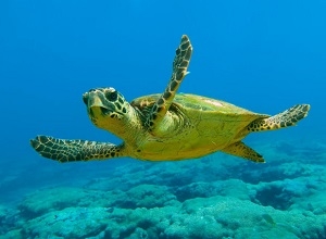 Η χελώνα Caretta-Caretta