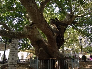 Ο πλάτανος του Αλή Πασά